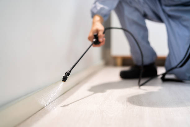 Certified termite inspector examining foundation in Sandston